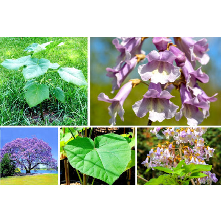  CESAR PAULownia (Kyslíkový strom) CO2