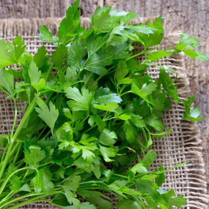 W3754 PETRŽEL GIGANTE D'ITALIA 2G SEMENO VYSOCE PRODUKTIVNÍ AROMATICKÁ