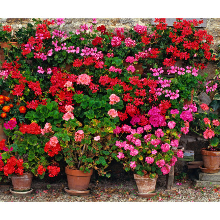 Směs záhonových pelargonií, pelargonium zonale, směs semen pelargonií