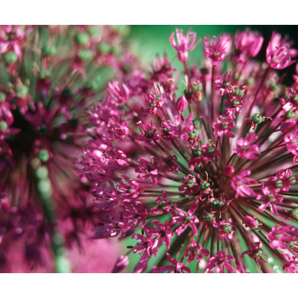 Cibulky květin rodu Allium, česnek Red Giant, velikost 10/12, 10 ks.