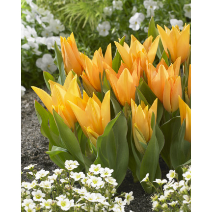 CEB5 TULIP PRAESTANS SHOGUN BLUMENZWIEBELN 50 STÜCK