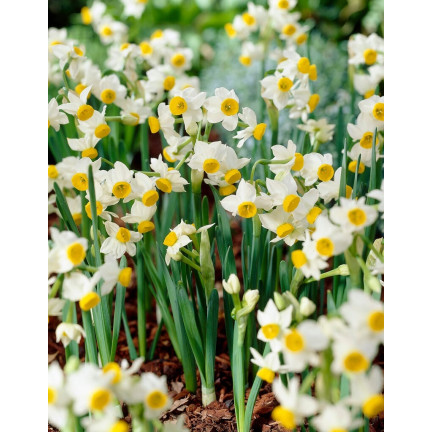 Polský botanický narcis (canaliculatus), cibulky, 50 ks cibulek