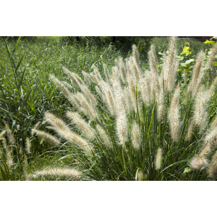 SUM27 – hnojivo pro okrasné trávy, balení 1 kg hnojiva, granule složeného hnojiva