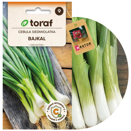 W1022 sedmiletá cibule bajkalská, chutná a aromatická pažitka (Allium fistulosum L.), 3 g