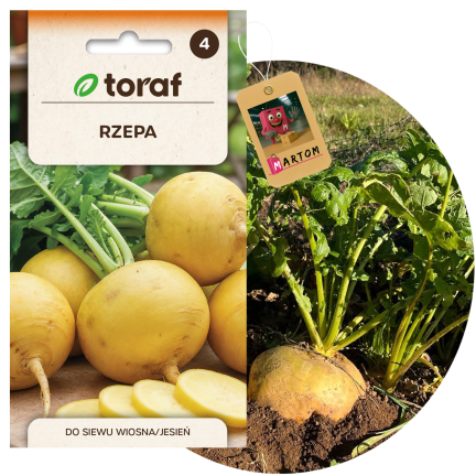 Jedlá řepa „Goudball“, semena řepy, žlutá, sladkastá dužina, toraf, 10 g