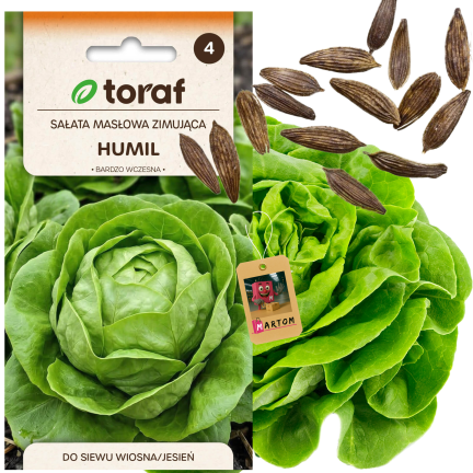 Zimní máslový salát, odrůda Humil, semena salátu, Toraf, 1 g