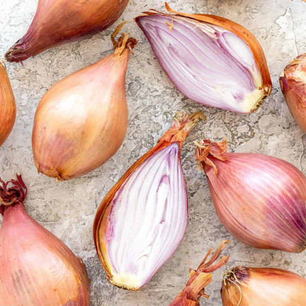 Šalotka (Conservor F1), Allium cepa L., cibulová semena, 20 ks.