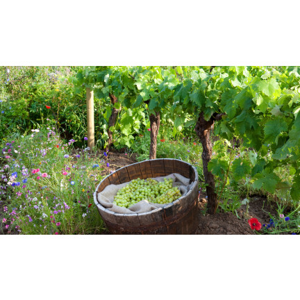 Hnojivo – koňský hnůj, granulované, přírodní, univerzální, Sumin, 8 l