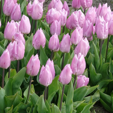 Tulipán Candy Prince, cibulky tulipánů, cibulky květin, velikost 9/10, 50 ks.
