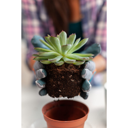 BIO10 – zemina pro kaktusy, sukulenty a aloe, propustná, 5 l, biovita