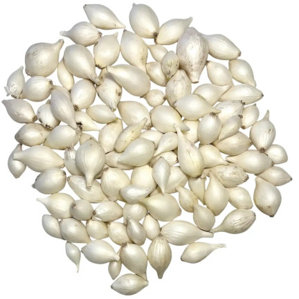 Bílá cibule White Globe, velikost 5–21 mm, 250 kg