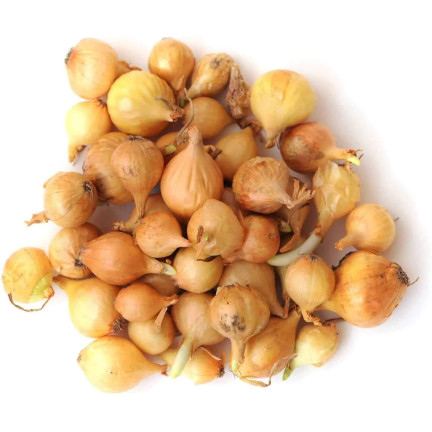 Jarní cibule z Wolska, velikost 8–15, 250 g cibulek