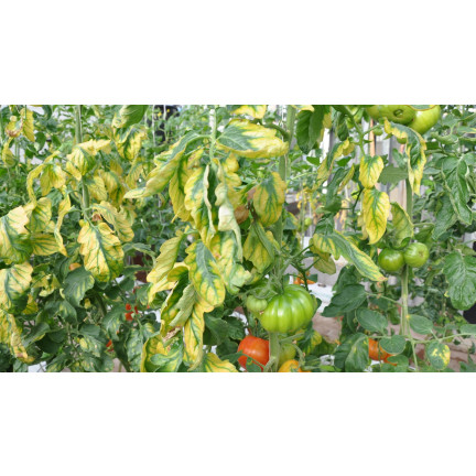 SUM40 help plant železo (Fe) 20 ml, listové hnojivo, předchází fyziologickým poruchám a zpomalení růstu