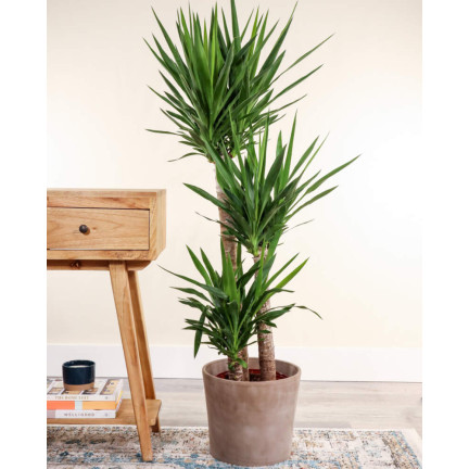 BIO9 zemina pro palmy, juky a dracény, 5 l – substrát pro zelené rostliny s hnojivem Biovita