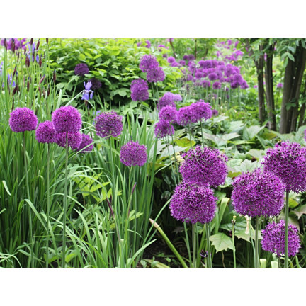 CEB23 obří okrasný česnek, cibulky česneku, cibule Allium Purple Rain, 5 ks, 12/14