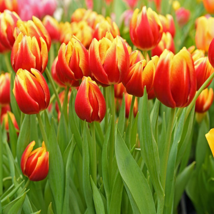 Tulipán Dow Jones, cibulky tulipánů, cibulky květin, velikost 9/10, 50 ks. 