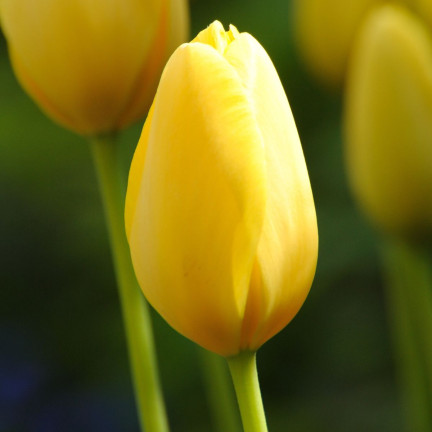Tulipán Muscadet, cibulky tulipánů, cibulky květin, velikost 10/11, 50 ks.