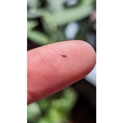 SUM19 neemzal 5 ml, přípravek proti hmyzu, insekticid, neemový olej, sumin
