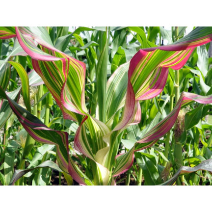 R2141 ORNAMENTAL TRUSCUMBER semínka kytice dekorace sušené girlandy 2g