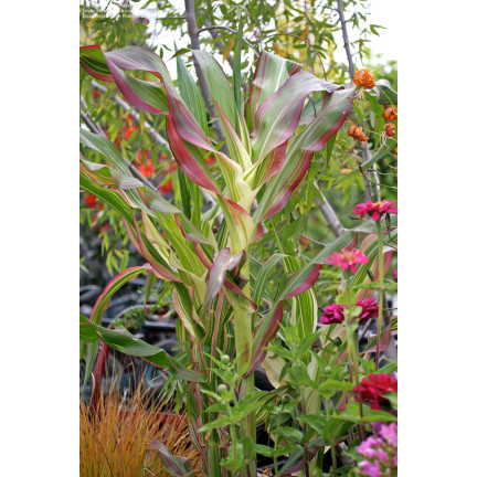 R2141 ORNAMENTAL TRUSCUMBER semínka kytice dekorace sušené girlandy 2g