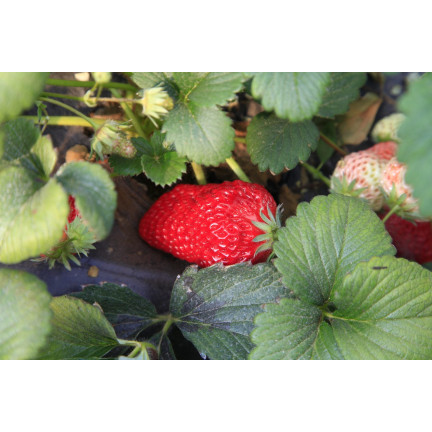 Organické hnojivo pro jahody a maliny, přírodní, BIO, granulát, Biovita, 3 kg