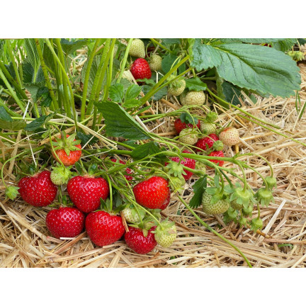 Organické hnojivo pro jahody a maliny, přírodní, BIO, granulát, Biovita, 3 kg
